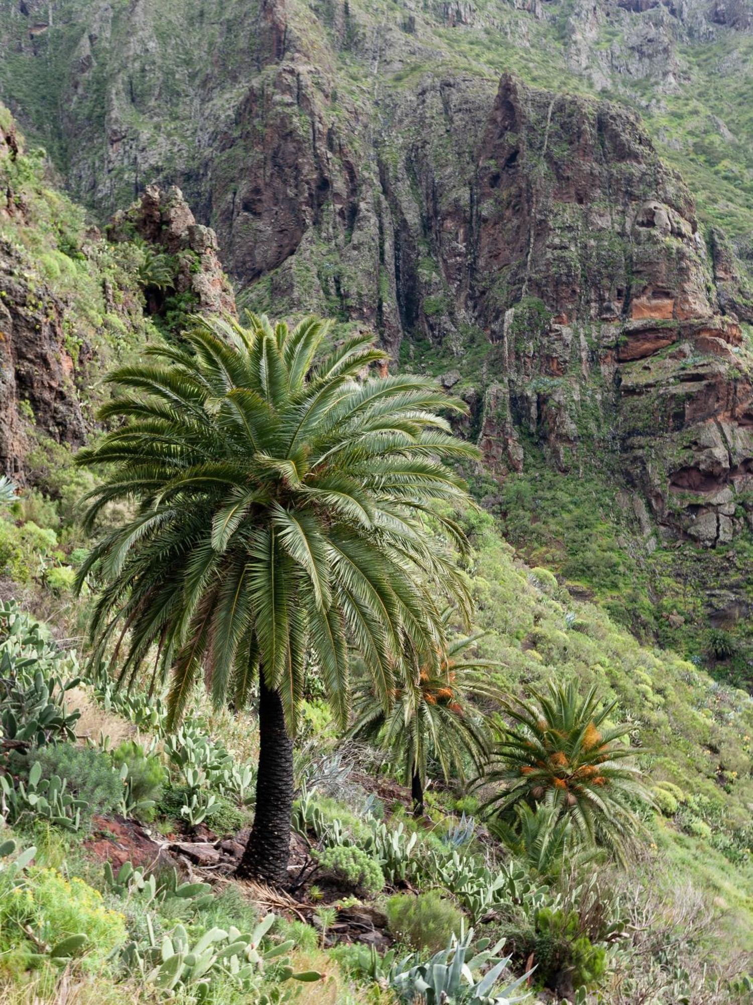 Live Masca Casatarucho Villa Buenavista Del Norte Luaran gambar